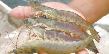 Aracati recebe curso gratuito de carcinicultura promovido pela Superintendência Federal da Pesca e Aquicultura do Ceará