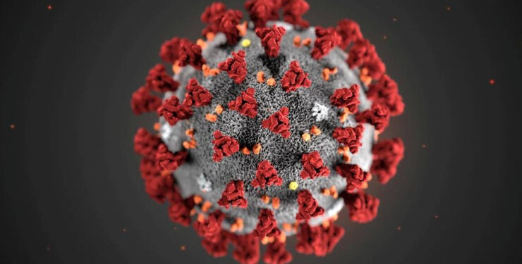 Pesquisa de farmacêutico descobre que composto de planta inibe o coronavírus