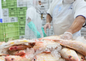 Da tradição à potência econômica: pescado cearense lidera exportações e impulsiona infraestrutura logística