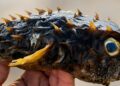 Peixe da espécie baiacu-espinho é encontrado na Praia de Redonda, em Icapuí
