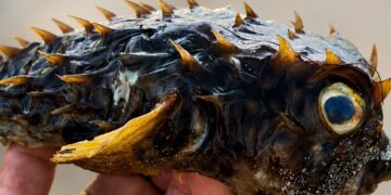 Peixe da espécie baiacu-espinho é encontrado na Praia de Redonda, em Icapuí