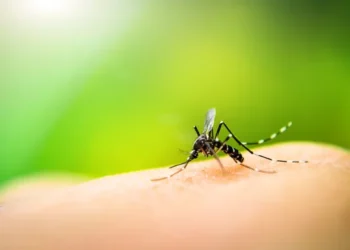 Prefeitura de Aracati reforça alerta contra a dengue e orienta população a eliminar focos do mosquito