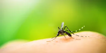 Prefeitura de Aracati reforça alerta contra a dengue e orienta população a eliminar focos do mosquito