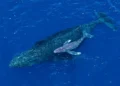 Drone registra momento raro do nascimento de baleia-jubarte na costa da Austrália