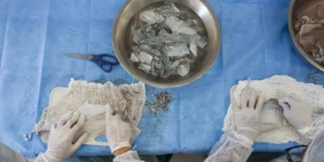Pesquisa com pele de tilápias vira fábrica de curativos de R$ 52 milhões no Ceará
