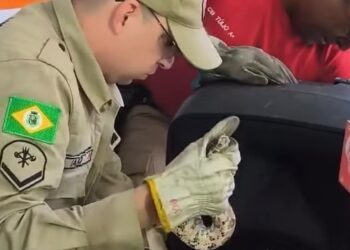 Cobra é encontrada dentro de caixa de som em Aracati