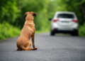 Câmara aprova suspensão da carteira de motorista de quem abandona animal na rua