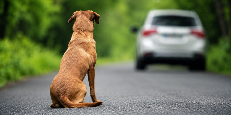 Câmara aprova suspensão da carteira de motorista de quem abandona animal na rua