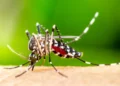 Aracati está entre os municípios do Ceará com transmissão ativa de dengue