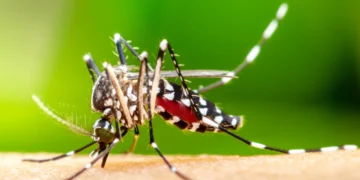 Aracati está entre os municípios do Ceará com transmissão ativa de dengue