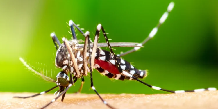 Aracati está entre os municípios do Ceará com transmissão ativa de dengue