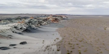 Fungos podem restaurar terras degradadas e combater crise climática